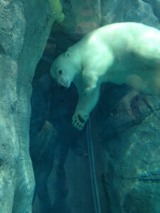 Polar bear swimming under water at the Assiniboine Zoo polar bear exhibit.
